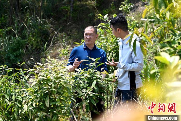 張高漢向參訪者介紹金花茶種植情況?！埥鸫?攝